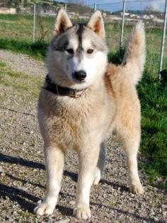 Lasko - junger Alaskan Malamute-Mix , geboren 2021