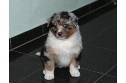 Australian Shepherd Welpen
