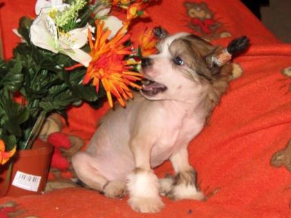 SÜSSE Chinesed Crested Dog Welpen mit Ahnentafel