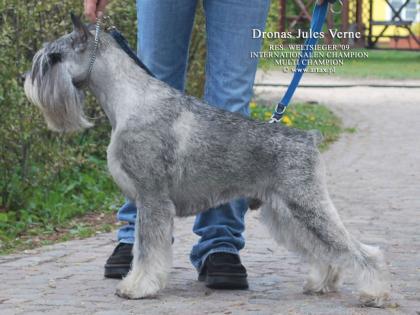 Schnauzerwelpen pfeffer-salz werden erwartet Mittelschnauzer
