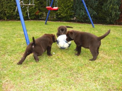 Choco-Labradorwelpen ab sofort abzugeben