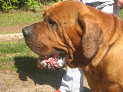 Tosa-Inu Welpen