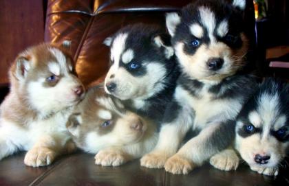 Sibirische Huskywelpen Siberian Husky Welpen 8 wochen alt