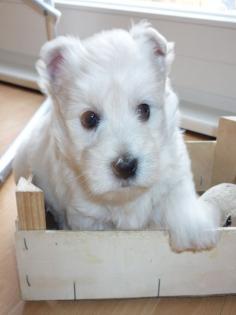 Westie welpe sucht frauchen