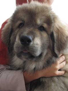 Tibet Dogge Do Khyi Welpen mit Stammbaum