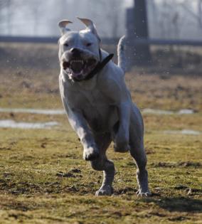 Dogo Argentino Deckrüde