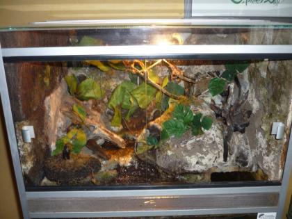 Top Terrarium 60 50 50cm Eigenausbau mit Bachlauf VIDEO ansehen