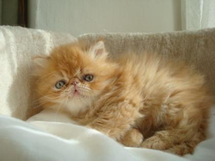 Perserkitten Lilac-Chocolate und CPC Träger