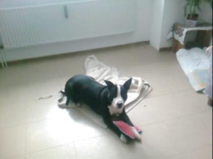 Dringend suche neues zu hause