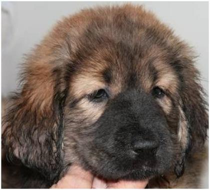VDH Do Khyi Welpen Tibet Dogge