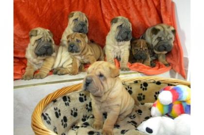 Schöne reinrassige Shar-Pei Welpen