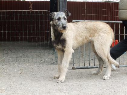 Reinrassige Irische Wolfshund-Junghündin abzugeben