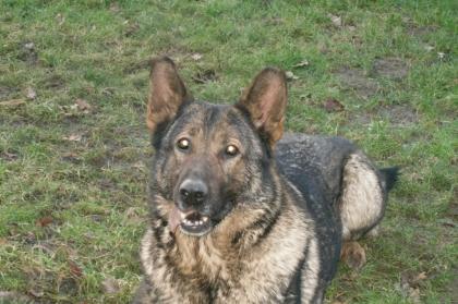 Ausgebildete Deutsche Schäferhündin in erfahrene Hundesportlerhände abzugeben