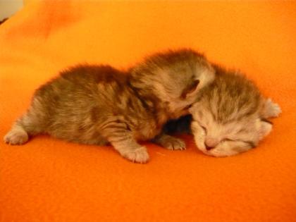 Britisch Kurzhaar Whiskas Kätchen getigert Tabby