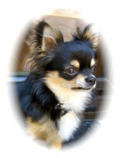Chihuahua Deckanzeige