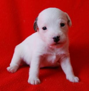 7 Parson Jack Russell Terrier Welpen Jack Russel