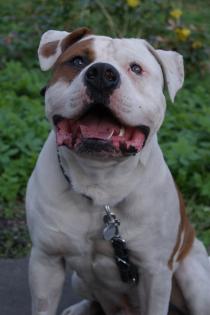 Wir erwarten Am. Bulldog-Stafford mix welpen