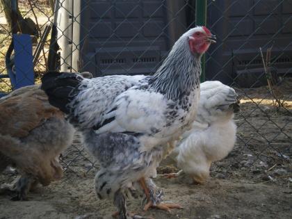 Brahma Hähne 5 Mon alt abzugeben