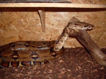 Boa constrictor imperator bock Terra