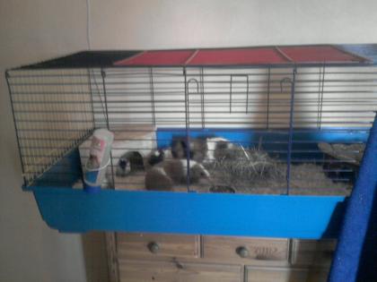 5 Meerschweinchen abzugeben