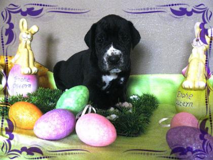 Deutsche Doggen Welpen