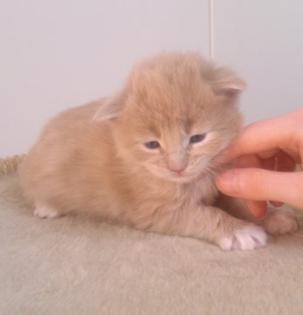 Maine Coon Kitten aus seröser Hobbyzucht