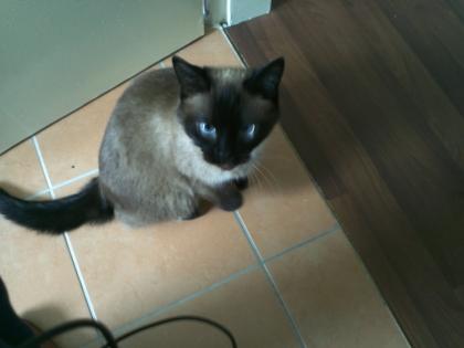 Suche Deckkater