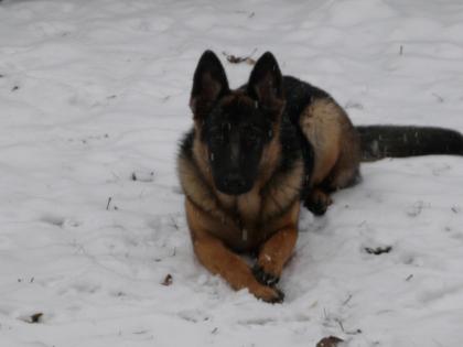 Schäferhund-Malinios Hündin schweren Herzens abzugeben