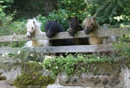 2 Minishetland Stuten gedeckt