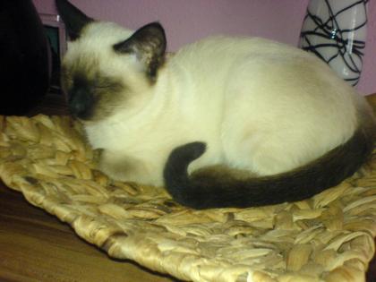 Deckkater