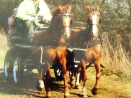 Schickes Pony Passgespann/ Fahrpferde zu verkaufen