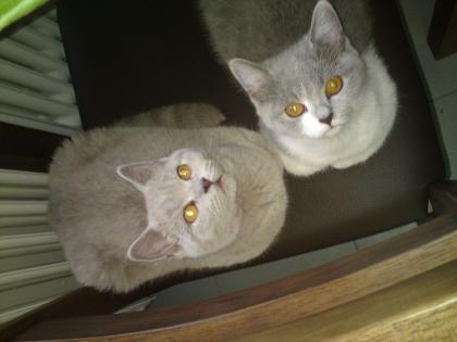 Abby und Tony suchen in neues zu Hause, BKH