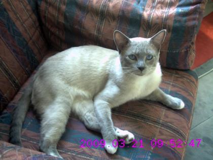 Siam-Thai-Deckkater Blue-Point