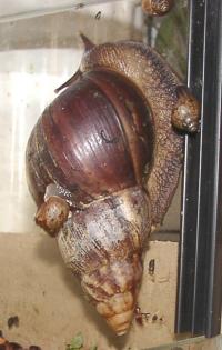 Achatschnecken