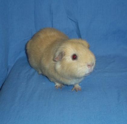 Süsse Schnuten suchen neuen Kuschelplatz