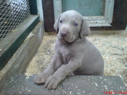 Weimaraner Welpen