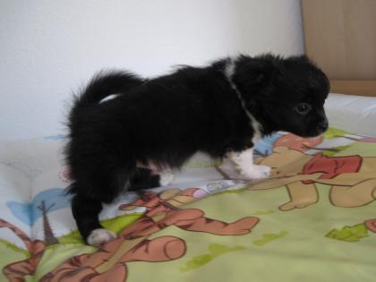 Alvin der Chihuahua vom Goethepark sucht ein neues zuhause