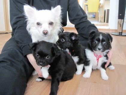 3 Chihuahua s vom Goethepark sucht ein neues Zuhause