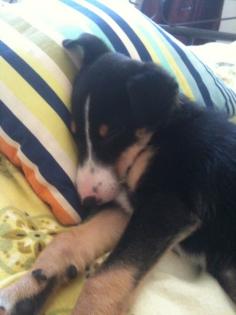 Süsse jack russel Mischling abzugeben