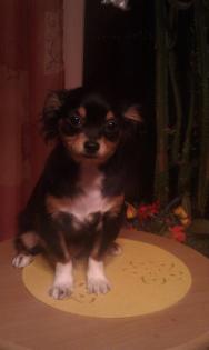 Verkaufe Chihuahua