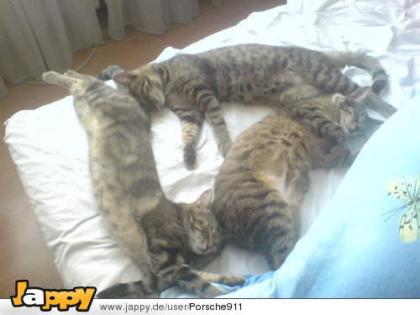 1 Liebe Kater abzugeben