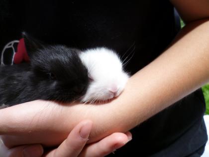Zwergkaninchen 8 Monate dringend abzugeben