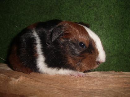 Meerschweinchen Babys abzugeben