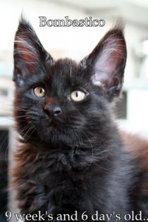 Wunderschönes Maine Coon Katerchen abzugeben.