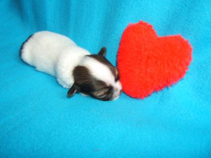 Supersüße Chihuahuawelpen, LH, mit Ahnentafeln suchen ein neues Zuhause