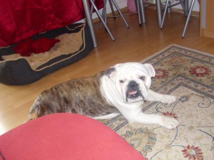 VERKAUFE 3JÄHRIGE ENGLISCHE BULLDOGGE