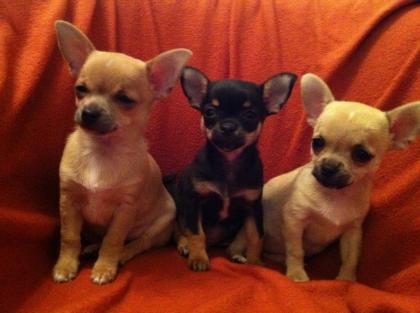 Chihuahua Welpen suchen Frauchen Herrchen