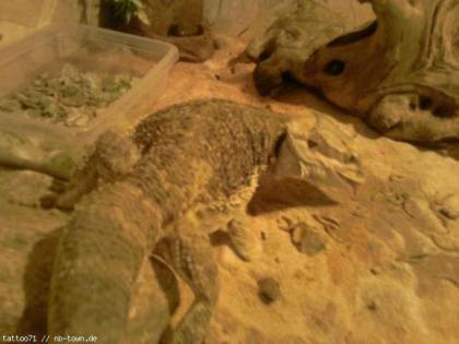 Verkaufe bartagame mänchen mit terrarium oder ohne terrarium