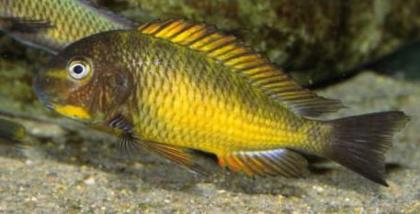 Tropheus Golden Kazumba WFNZ