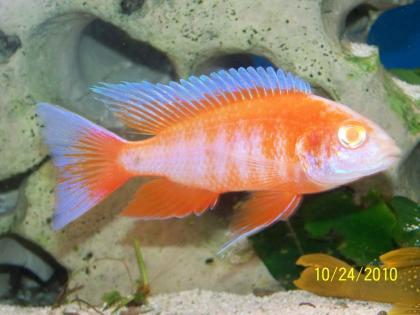 Aulonocara jakob. Capa Clear Albino